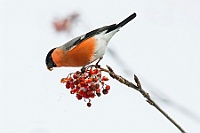 12 ciuffolotto bianco rosso e nero